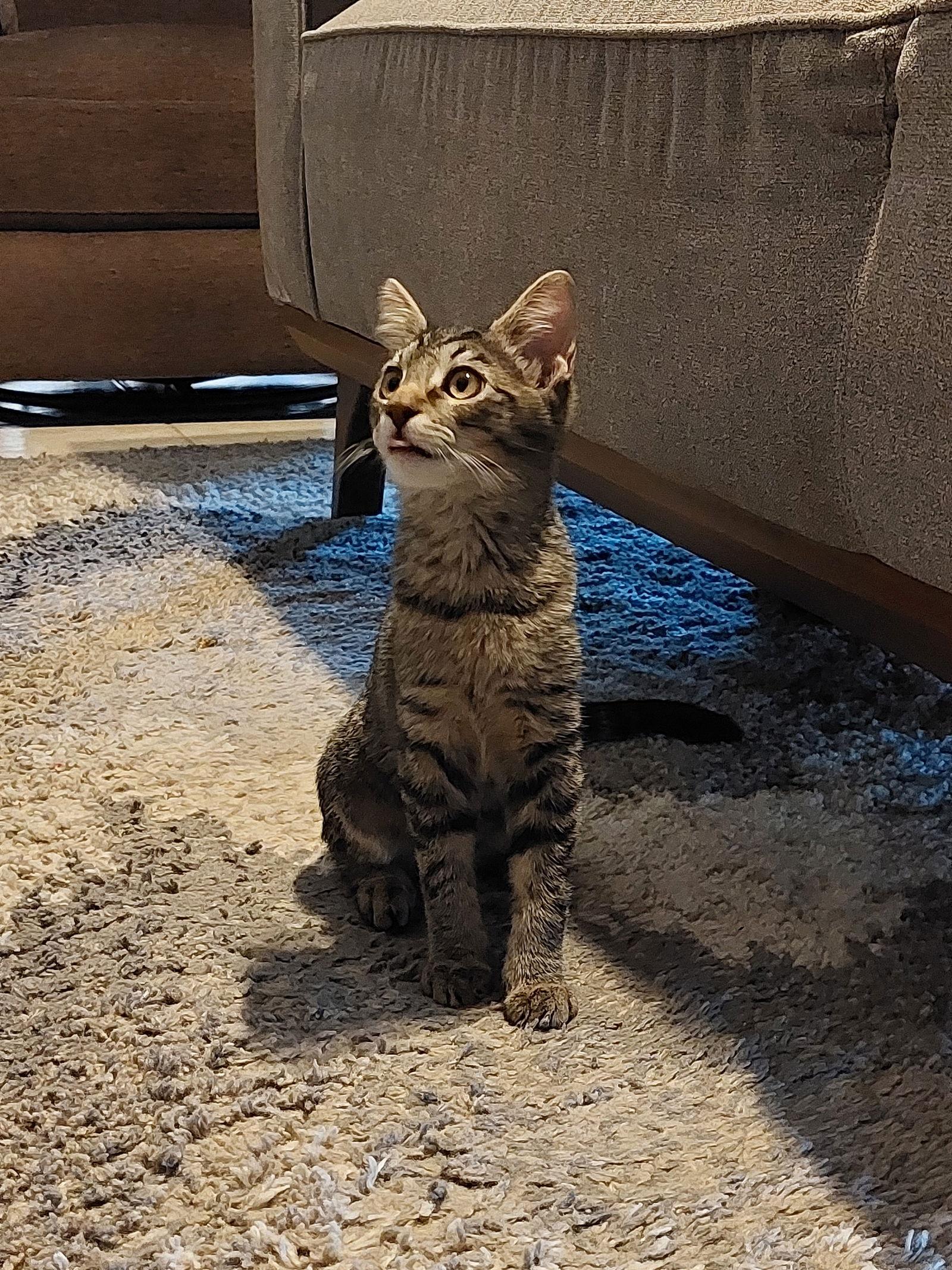 Rhonda, a Adoptable mixed breed in Phoenix, AZ image 1/3