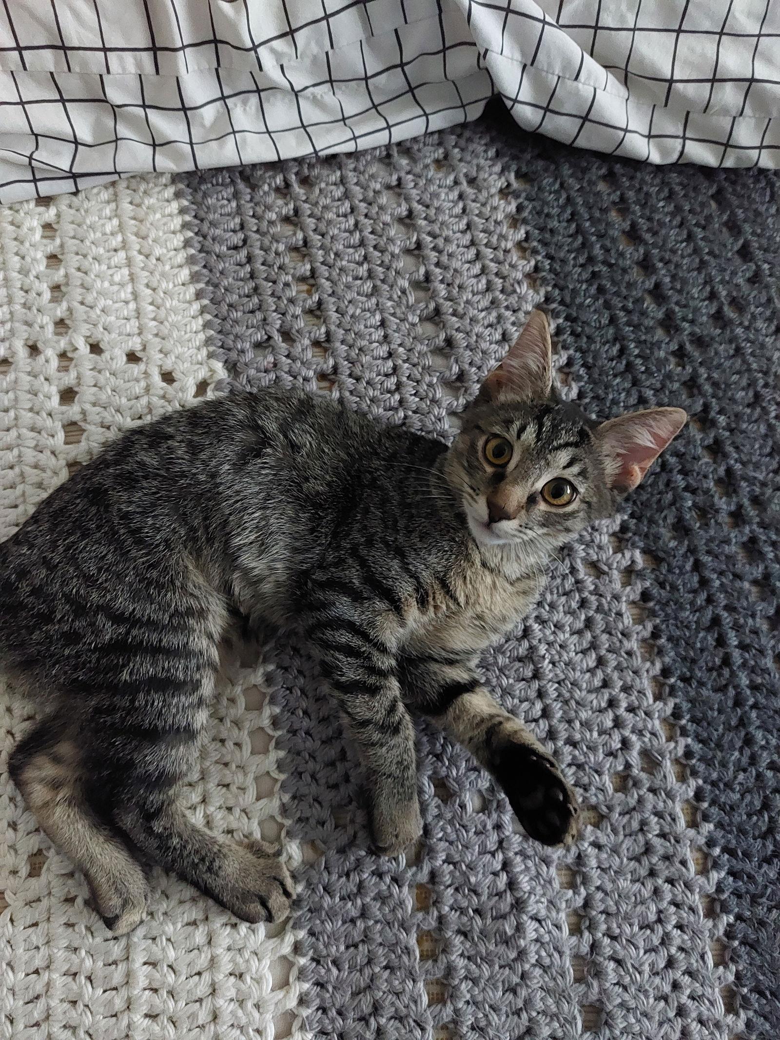 Rhonda, a Adoptable mixed breed in Phoenix, AZ image 2/3