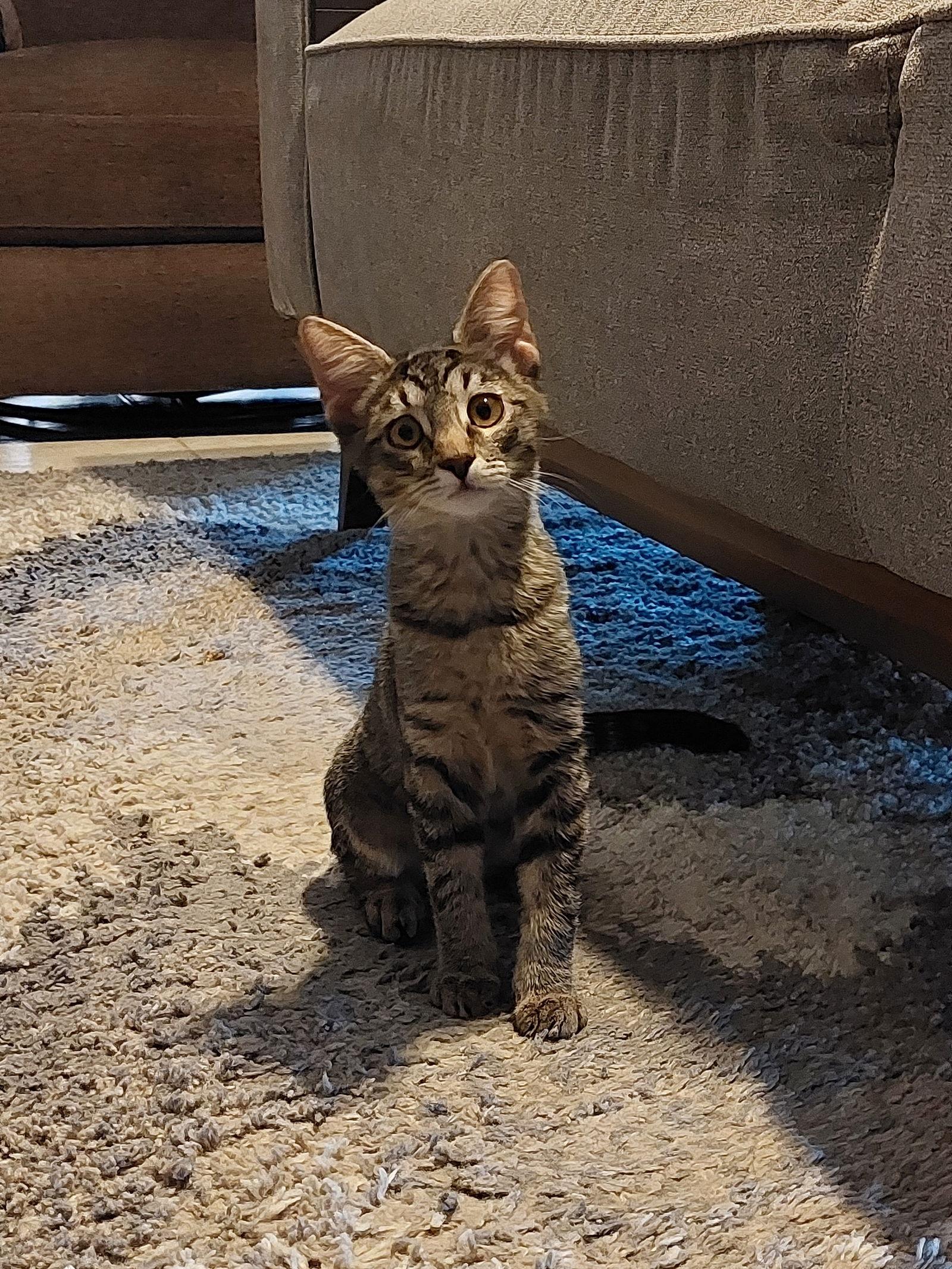 Rhonda, a Adoptable mixed breed in Phoenix, AZ image 3/3