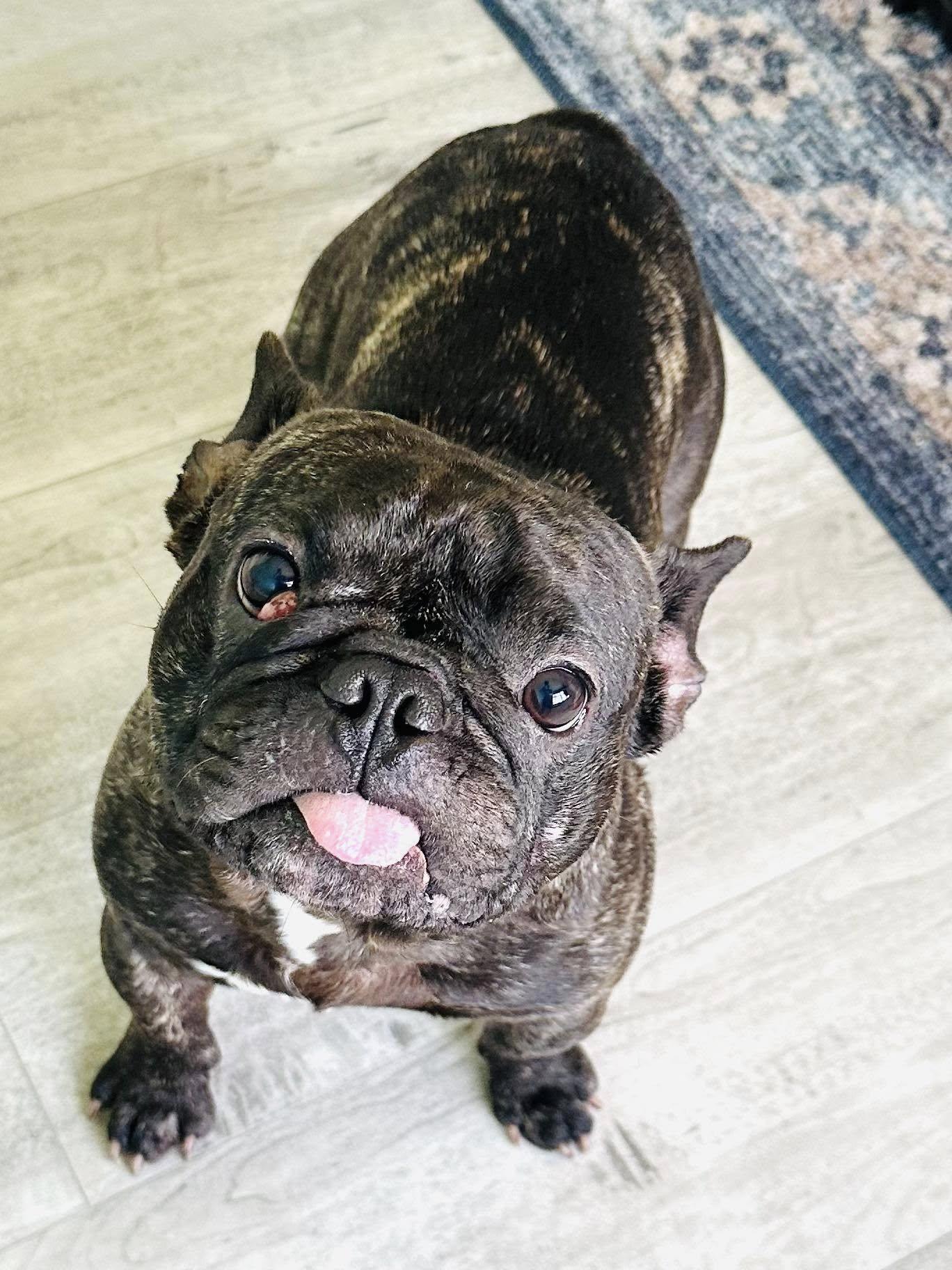 Enlarge Piggy, a Adoptable French Bulldog in Estero, FL image 1/1
