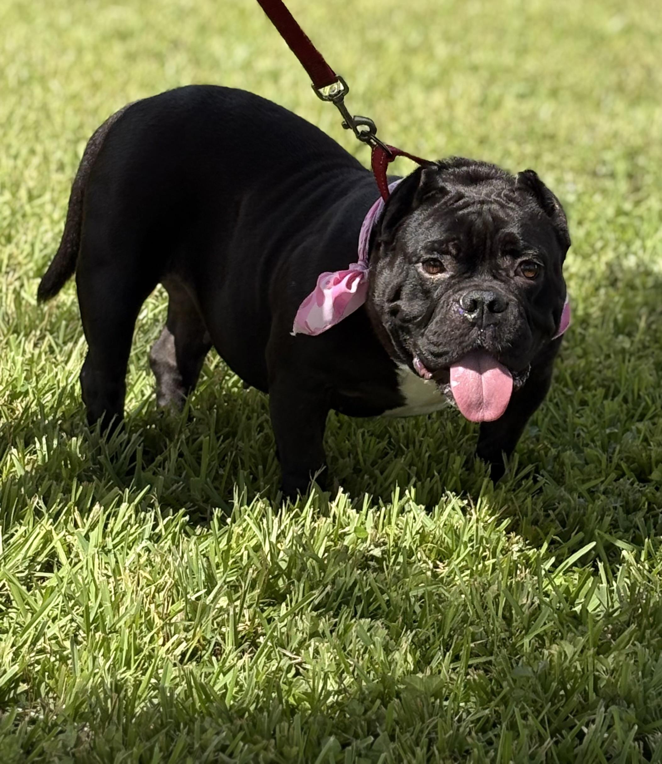 Enlarge Tilly, a Adoptable American Bully in Palm springs, FL image 2/3