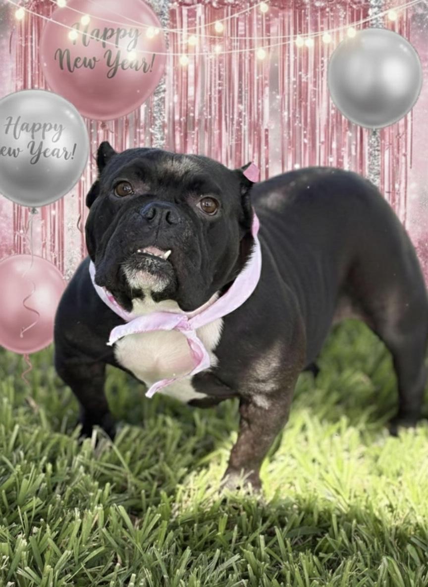 Enlarge Tilly, a Adoptable American Bully in Palm springs, FL image 1/4
