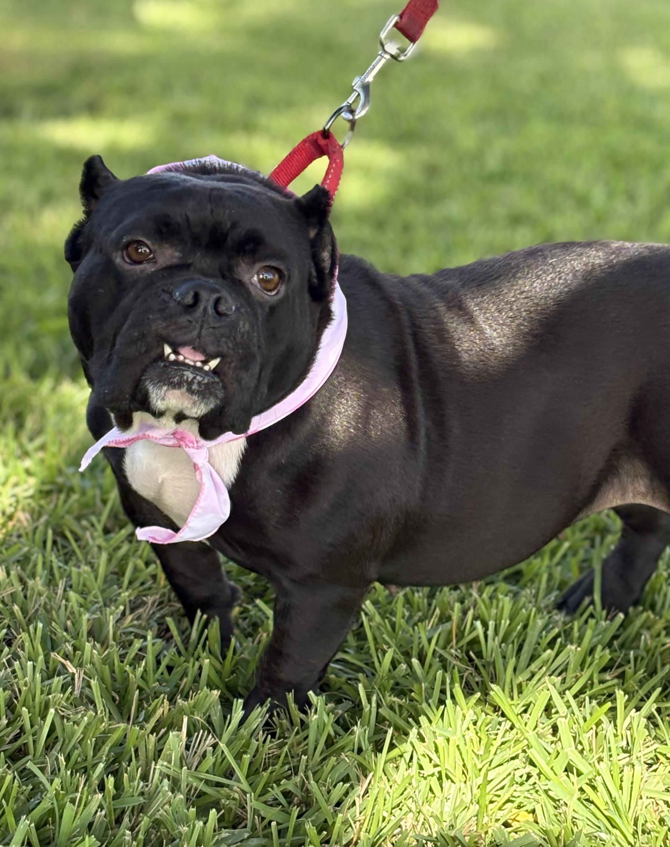Enlarge Tilly, a Adoptable American Bully in Palm springs, FL image 3/3