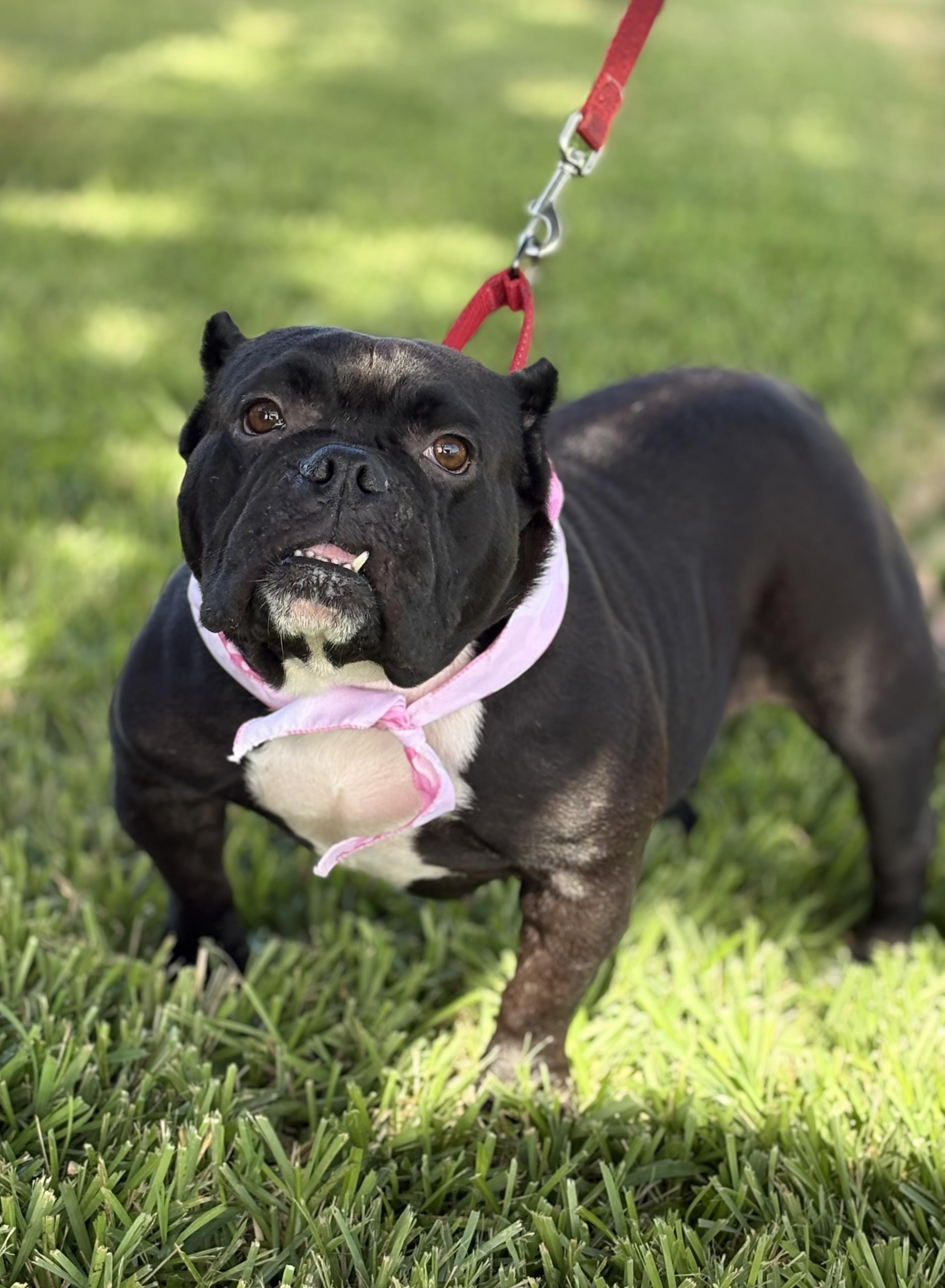 Enlarge Tilly, a Adoptable American Bully in Palm springs, FL image 1/3