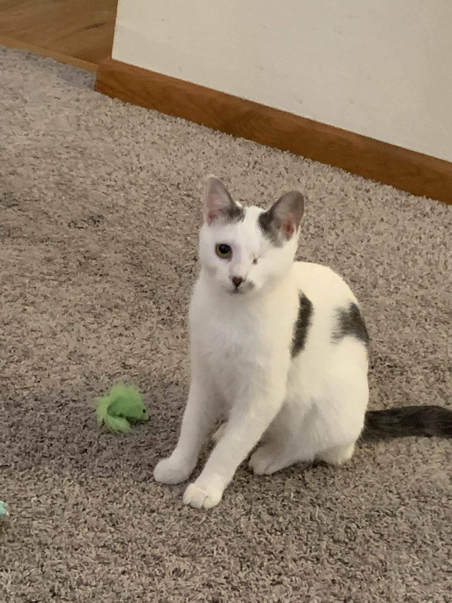 Enlarge Aurora, an adopted Domestic Short Hair in Greensburg, PA image 3/5