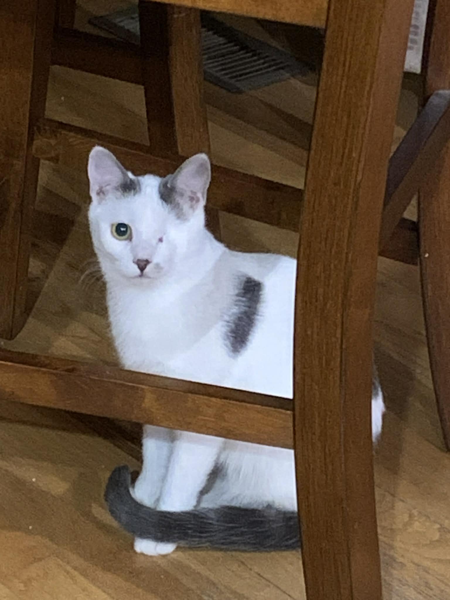 Enlarge Aurora, an adopted Domestic Short Hair in Greensburg, PA image 5/5