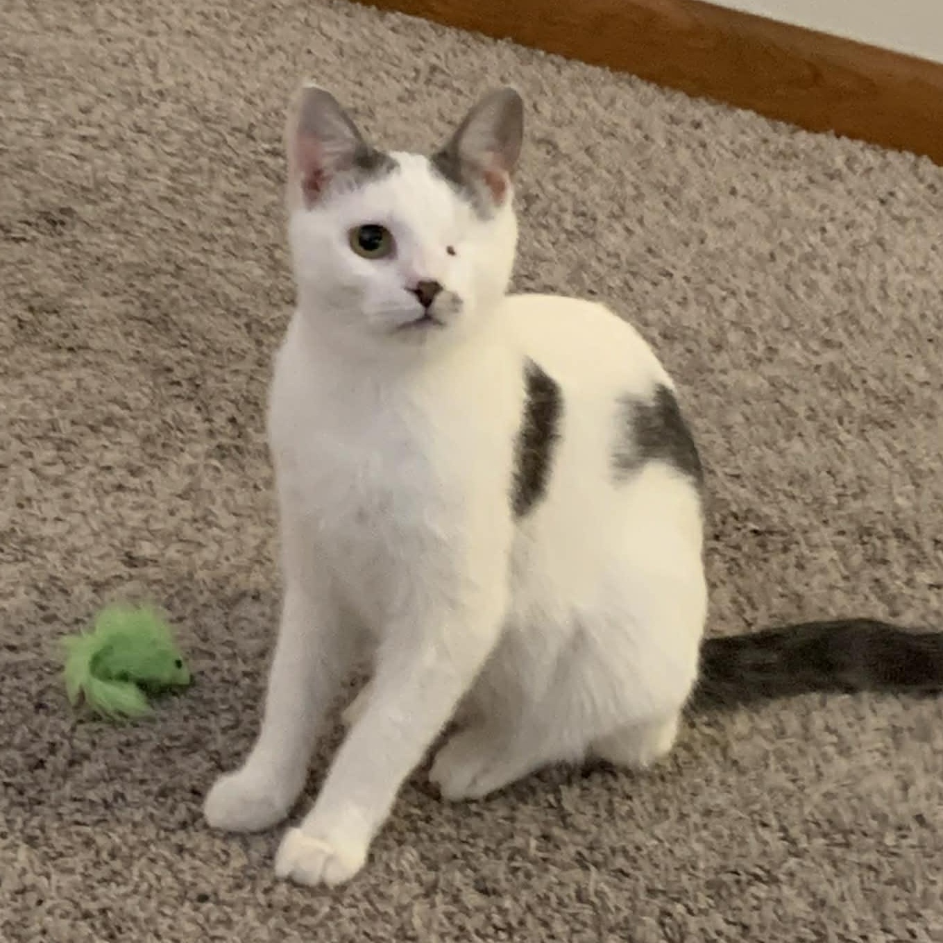 Enlarge Aurora, an adopted Domestic Short Hair in Greensburg, PA image 2/5