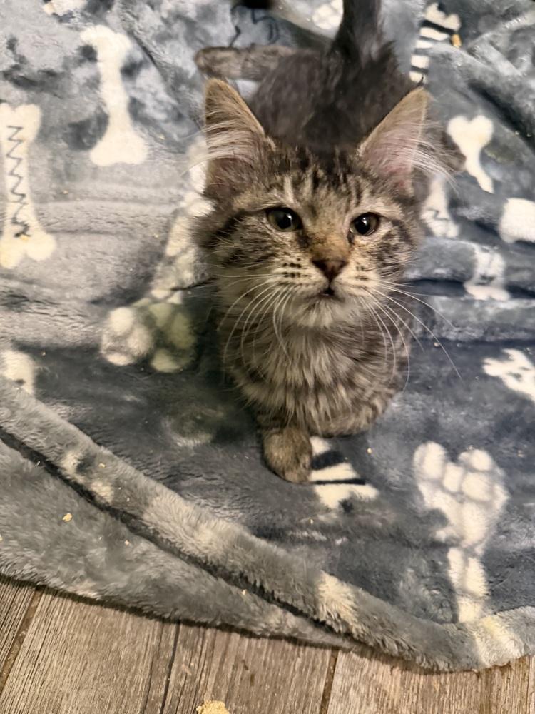 Enlarge Leena, a Adoptable Domestic Medium Hair in Albany, WI image 1/2