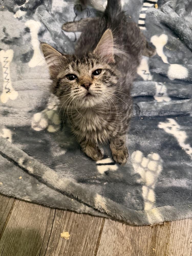 Enlarge Leena, a Adoptable Domestic Medium Hair in Albany, WI image 2/2