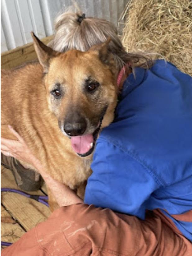 Enlarge Roxy Melody, a Adoptable mixed breed in WARREN, RI image 1/4