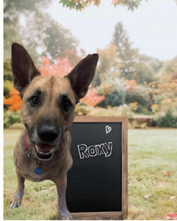 Enlarge Roxy Melody, a Adoptable mixed breed in WARREN, RI image 2/4