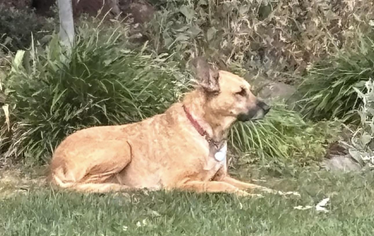 Enlarge Roxy Melody, a Adoptable mixed breed in WARREN, RI image 3/4