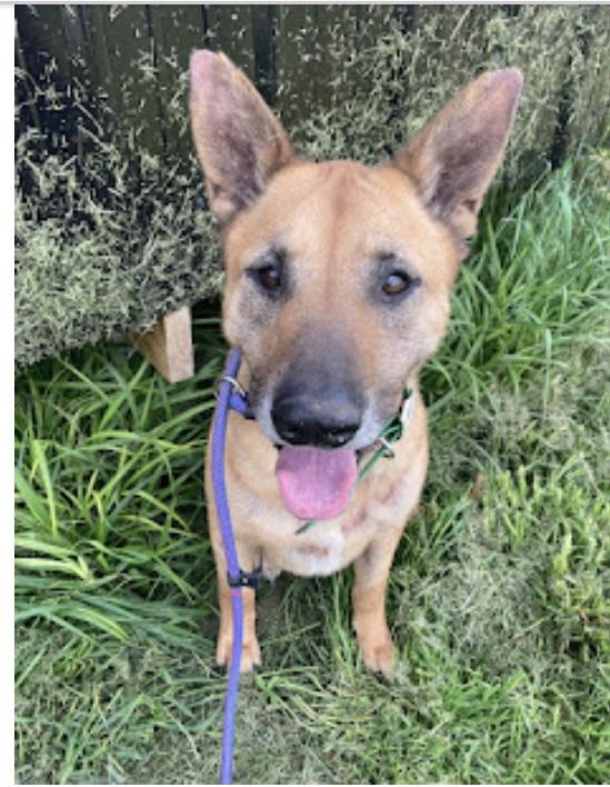 Enlarge Roxy Melody, a Adoptable mixed breed in WARREN, RI image 4/4