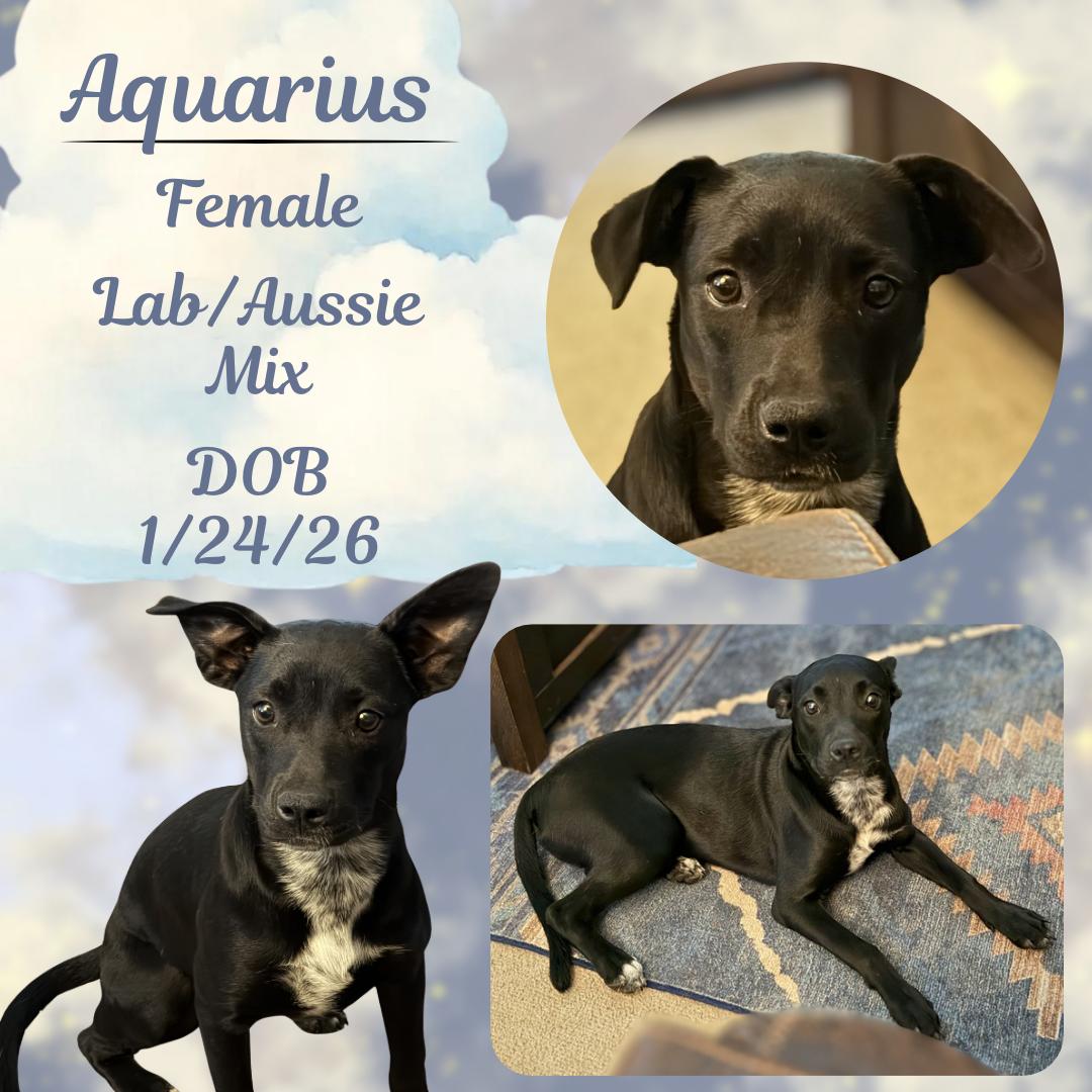 Enlarge Aquarius, a Adoptable mixed breed in Atlanta, GA image 1/1