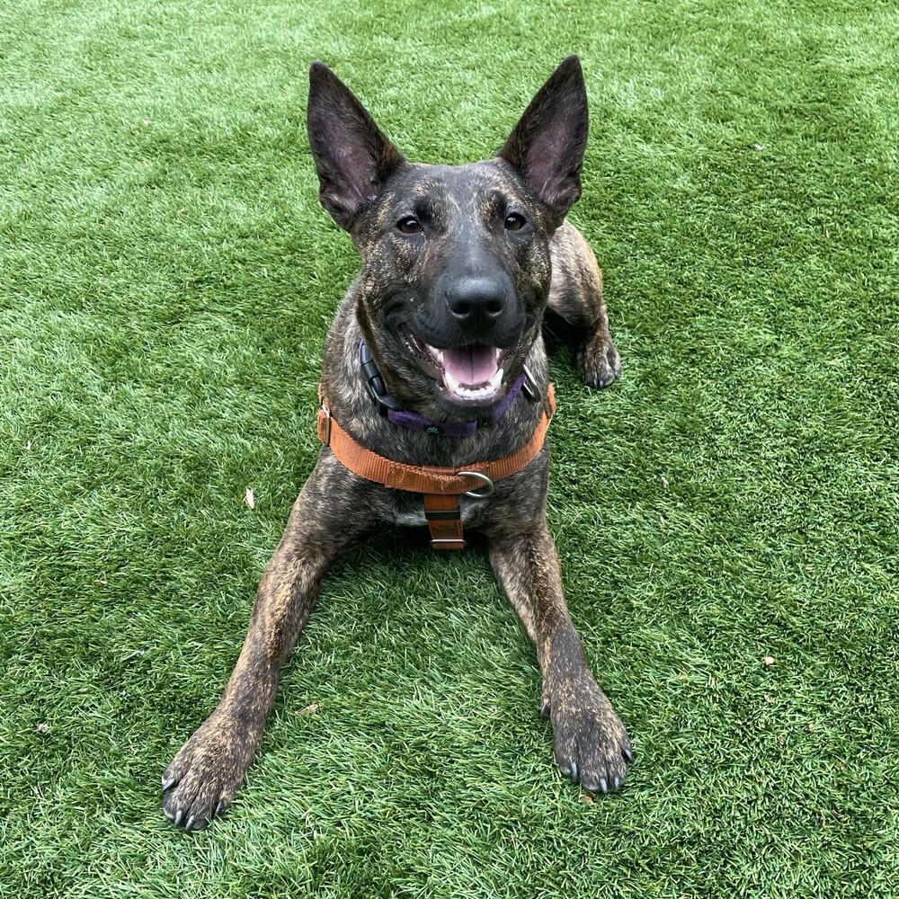 Enlarge Pumpernickel - AVAILABLE, a Adoptable mixed breed in Seattle, WA image 1/6