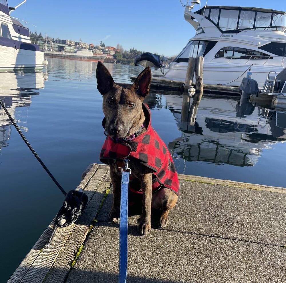 Enlarge Pumpernickel - AVAILABLE, a Adoptable mixed breed in Seattle, WA image 2/6