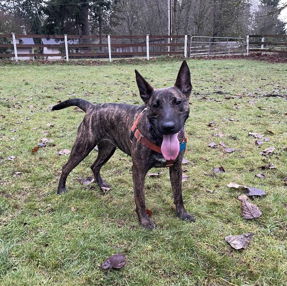 Enlarge Pumpernickel - AVAILABLE, a Adoptable mixed breed in Seattle, WA image 3/6