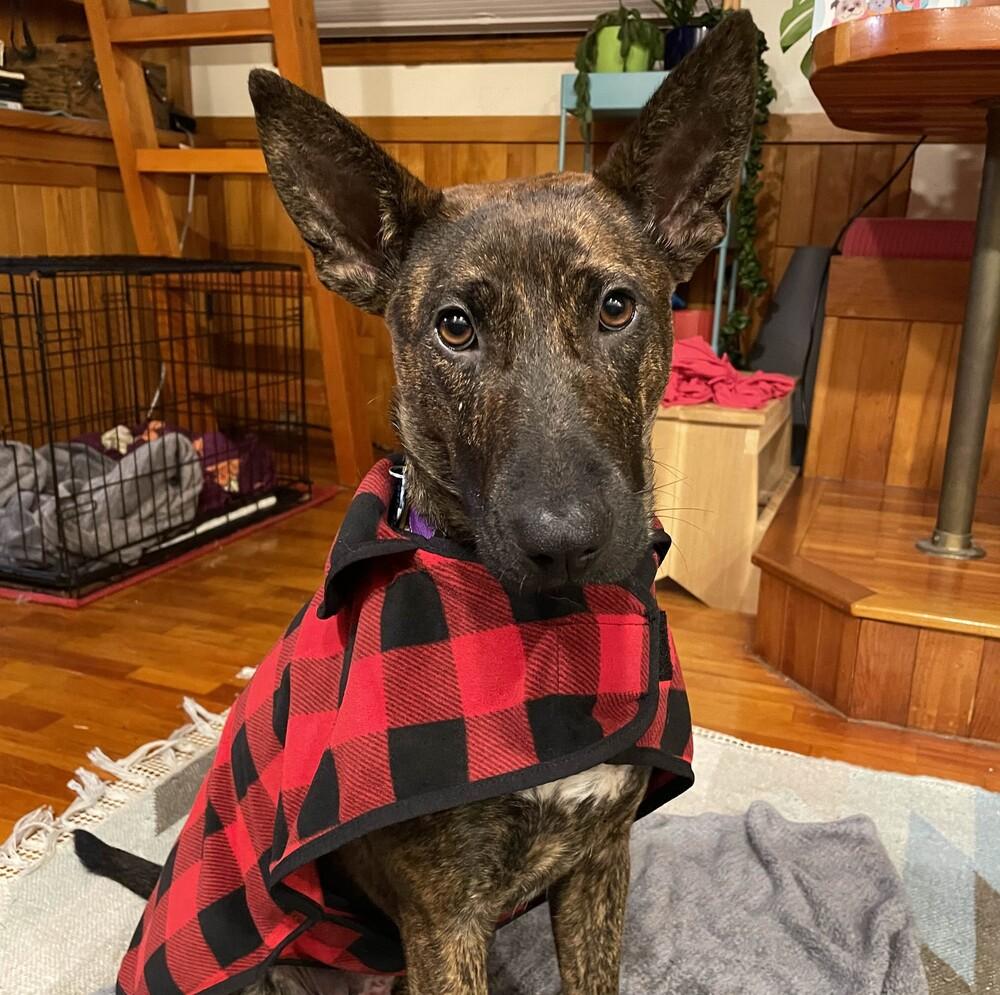 Enlarge Pumpernickel - AVAILABLE, a Adoptable mixed breed in Seattle, WA image 4/6