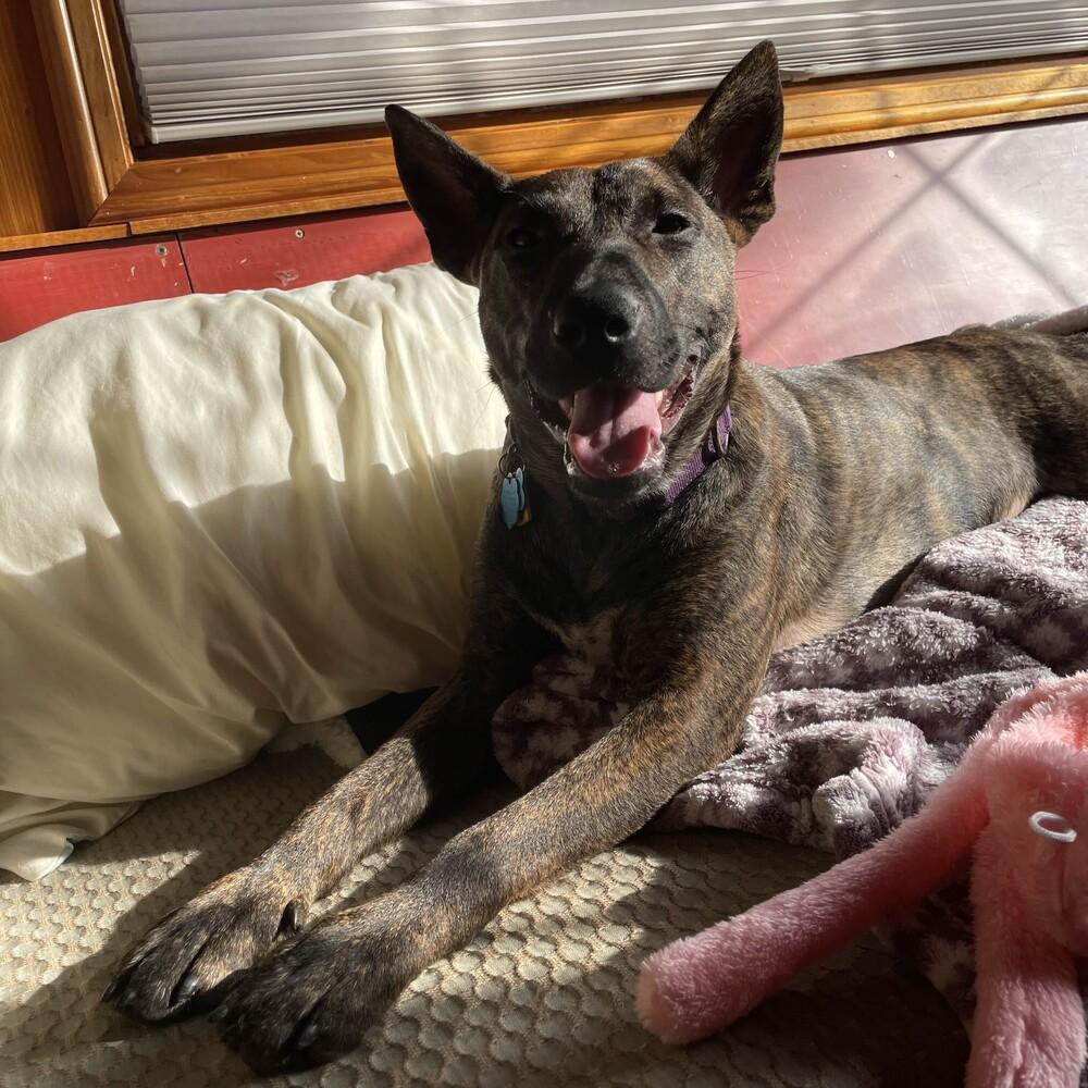 Enlarge Pumpernickel - AVAILABLE, a Adoptable mixed breed in Seattle, WA image 5/6