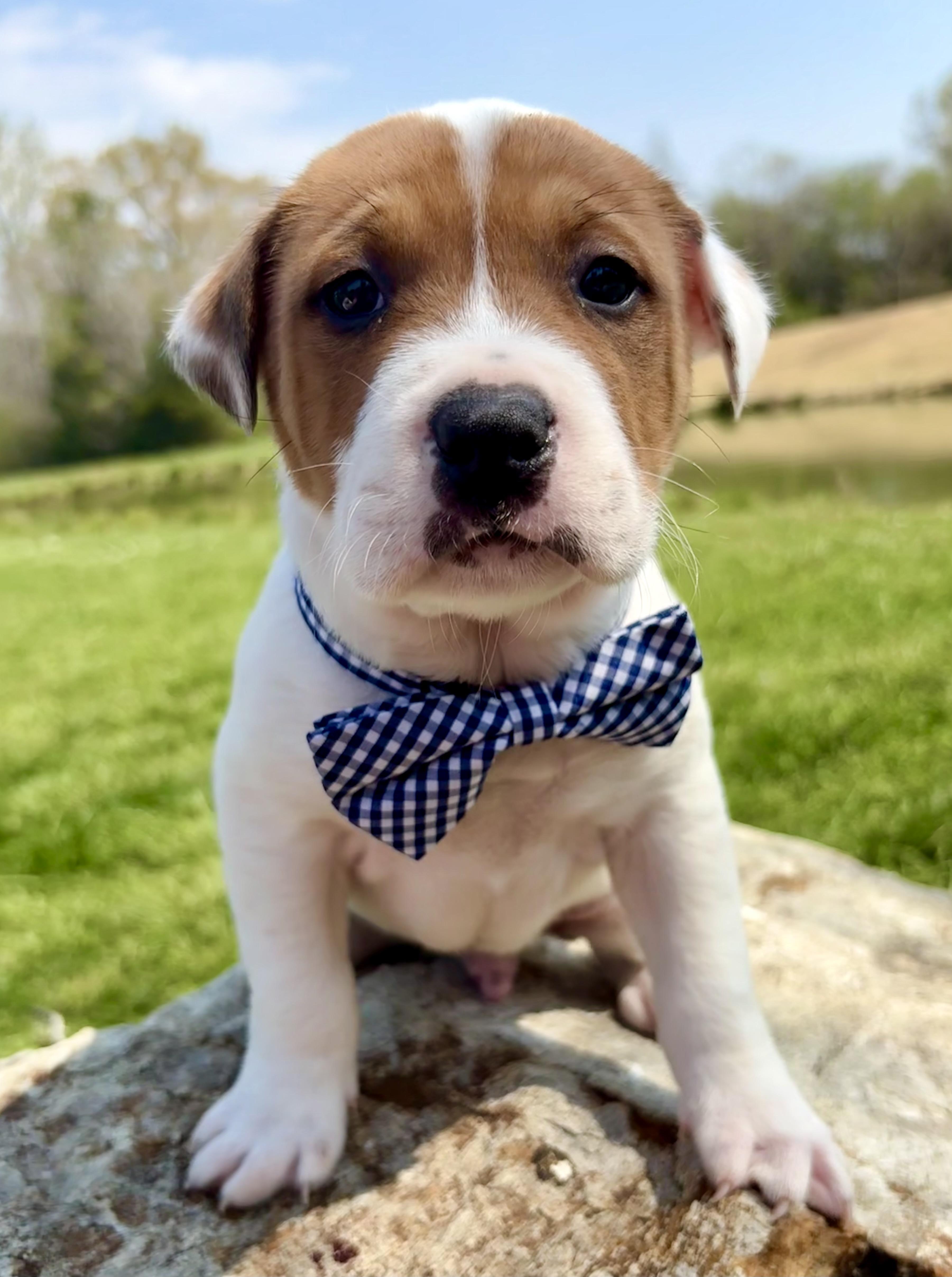 Enlarge Tarragon, a Adoptable mixed breed in Pittsboro, NC image 2/4