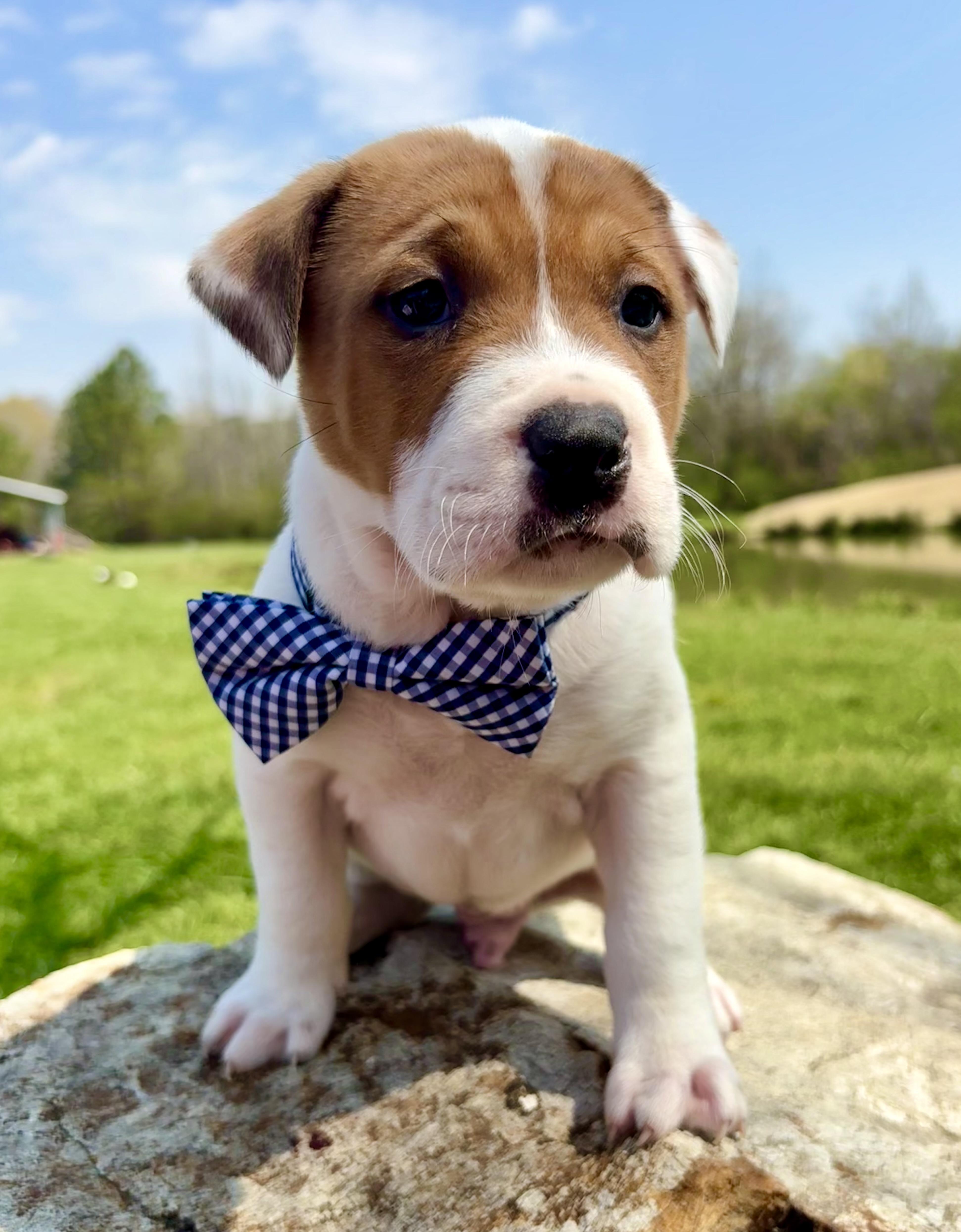 Enlarge Tarragon, a Adoptable mixed breed in Pittsboro, NC image 3/4