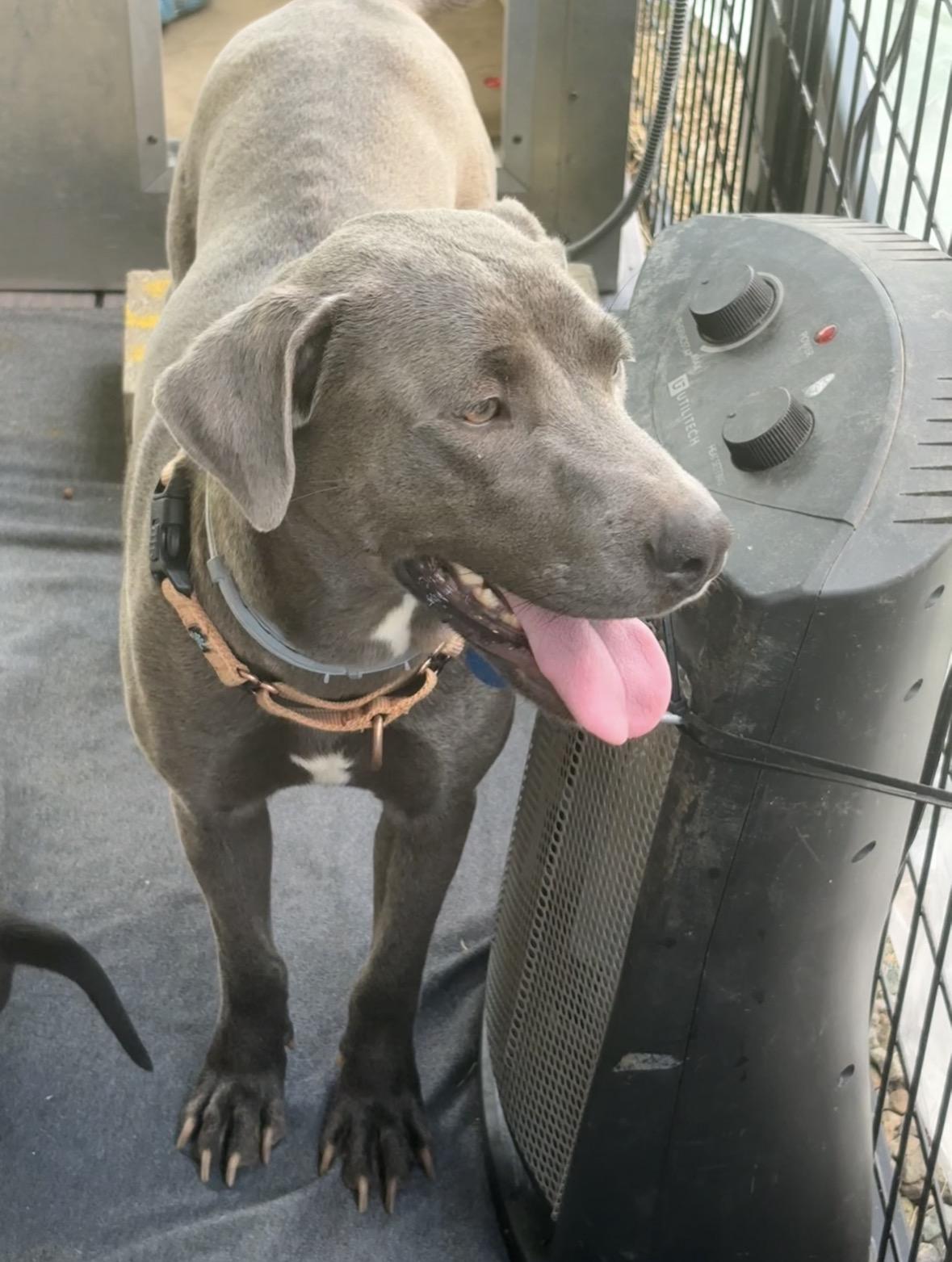 Enlarge Tarragon, a Adoptable mixed breed in Pittsboro, NC image 4/4
