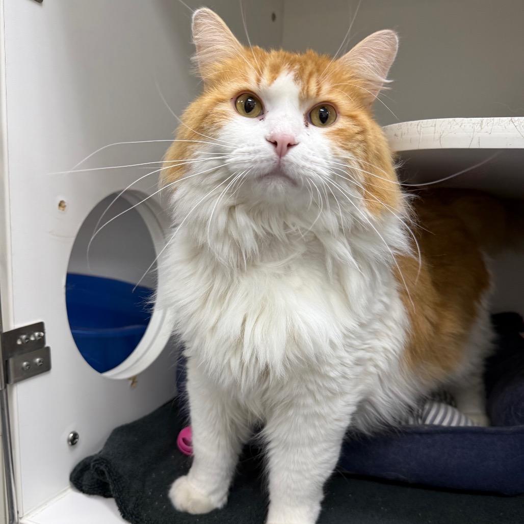 Carrot, a Adoptable Domestic Long Hair in Chaska, MN image 1/6
