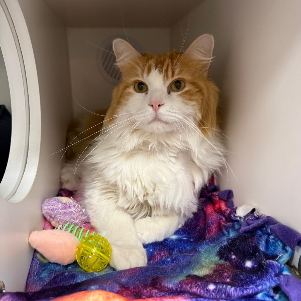 Carrot, a Adoptable Domestic Long Hair in Chaska, MN image 2/6