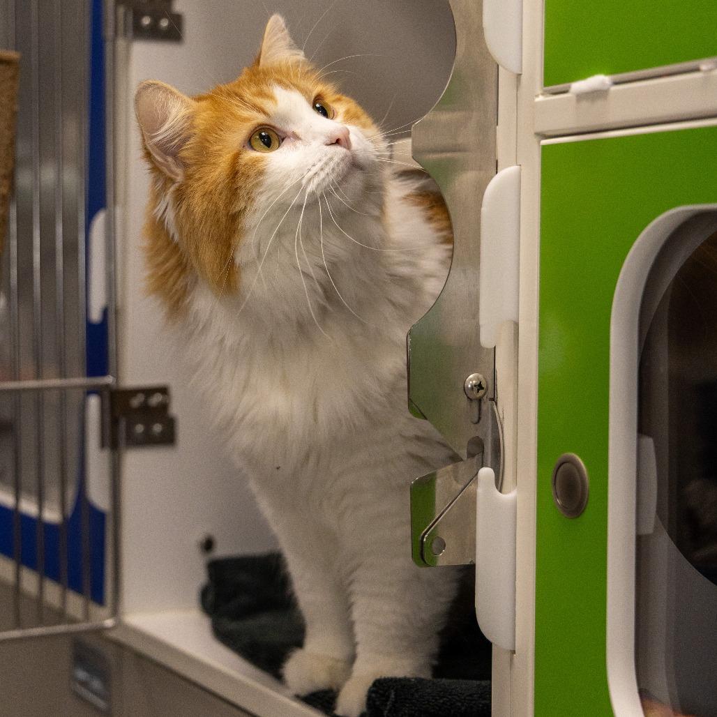 Carrot, a Adoptable Domestic Long Hair in Chaska, MN image 3/6