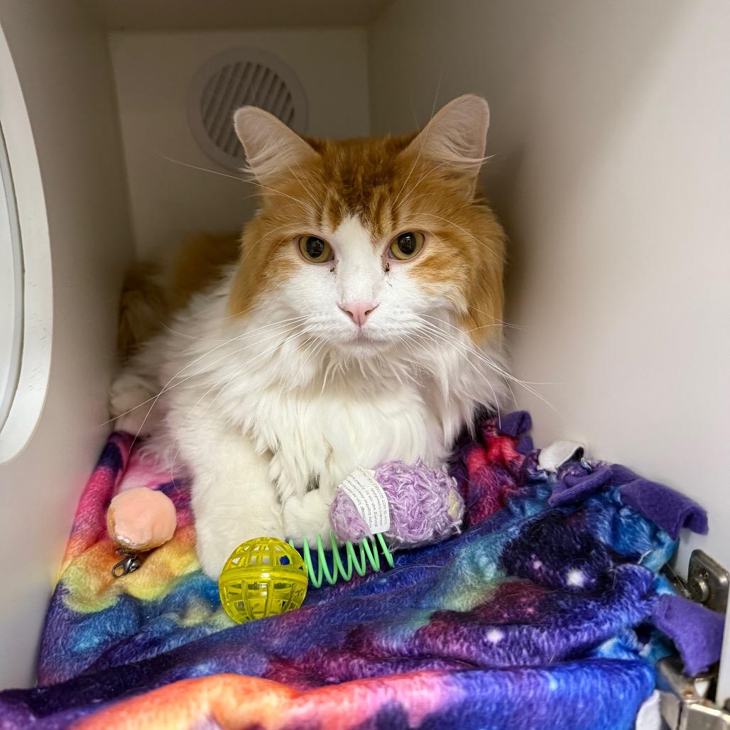Carrot, a Adoptable Domestic Long Hair in Chaska, MN image 4/6