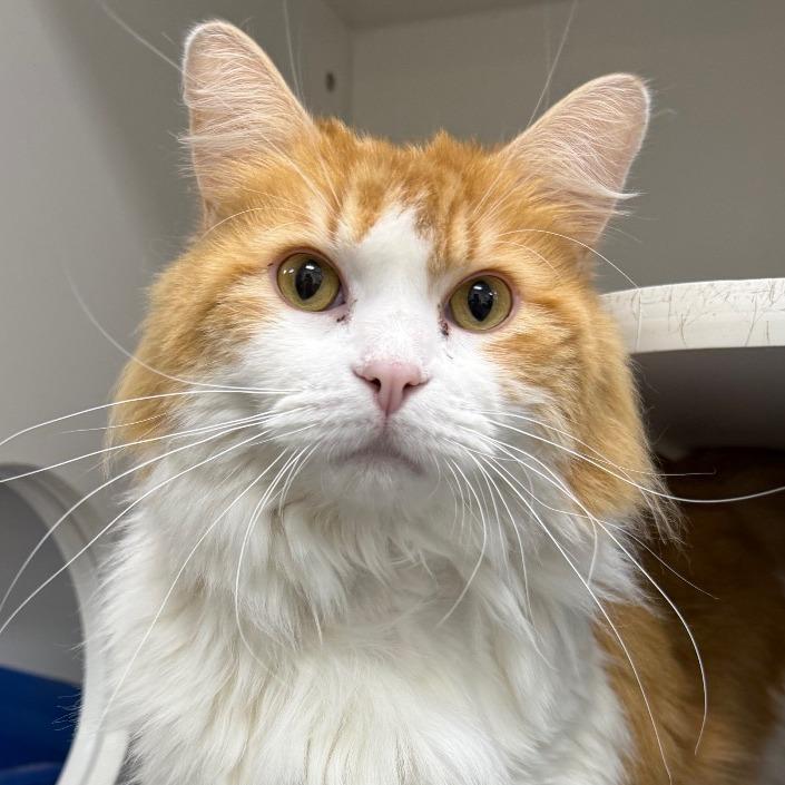 Carrot, a Adoptable Domestic Long Hair in Chaska, MN image 5/6
