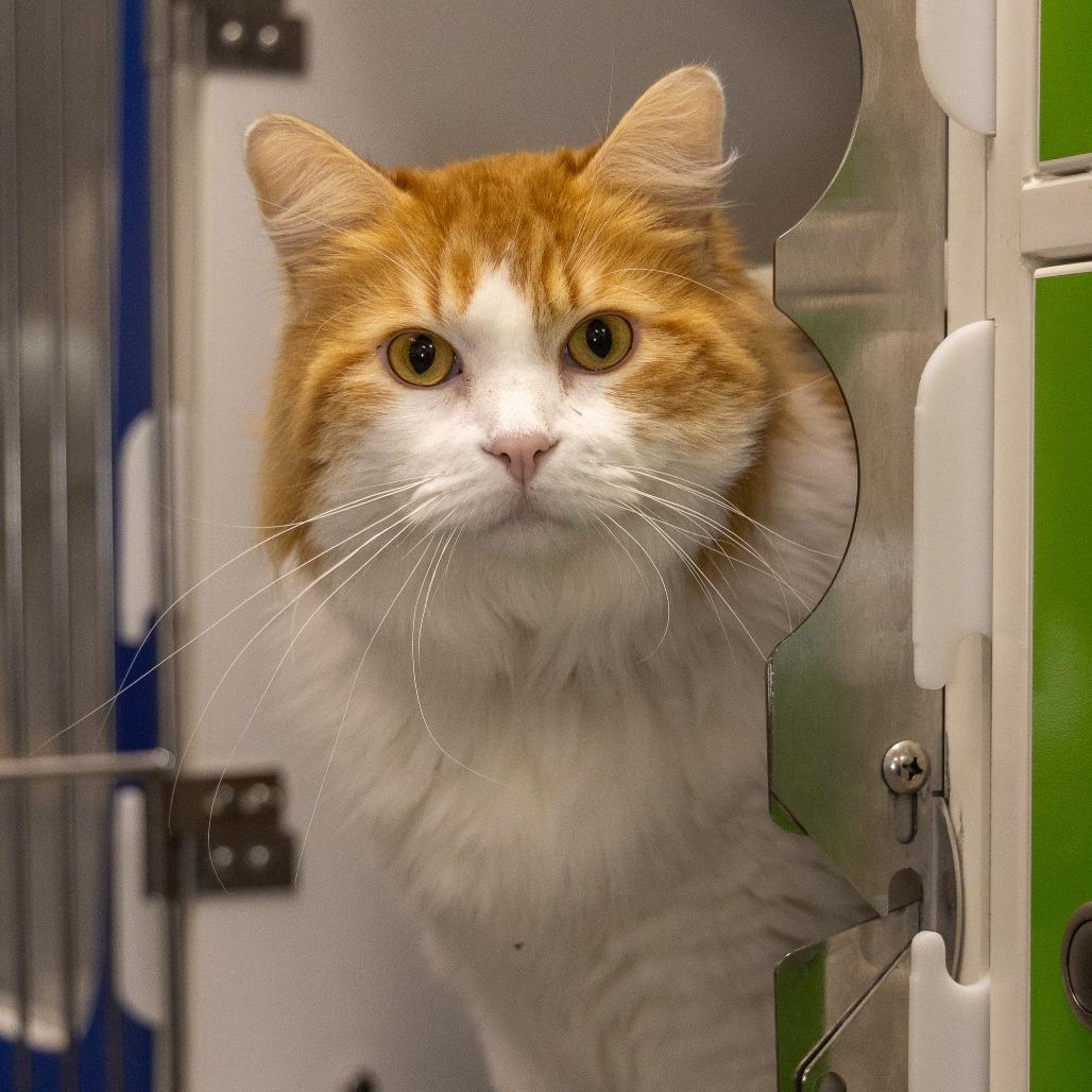 Carrot, a Adoptable Domestic Long Hair in Chaska, MN image 6/6