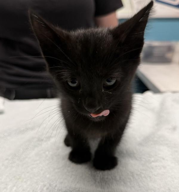 Wanda, Adoptable, Kitten Female Domestic Short Hair.