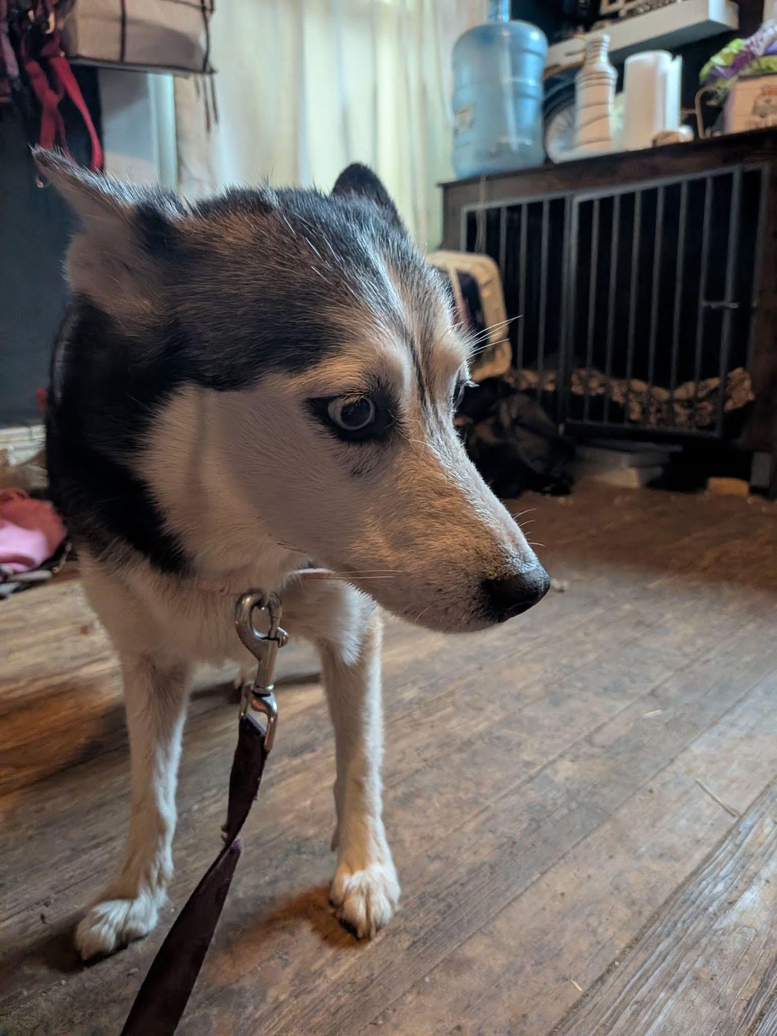 Arya, a Adoptable mixed breed in Toledo, OH image 4/4