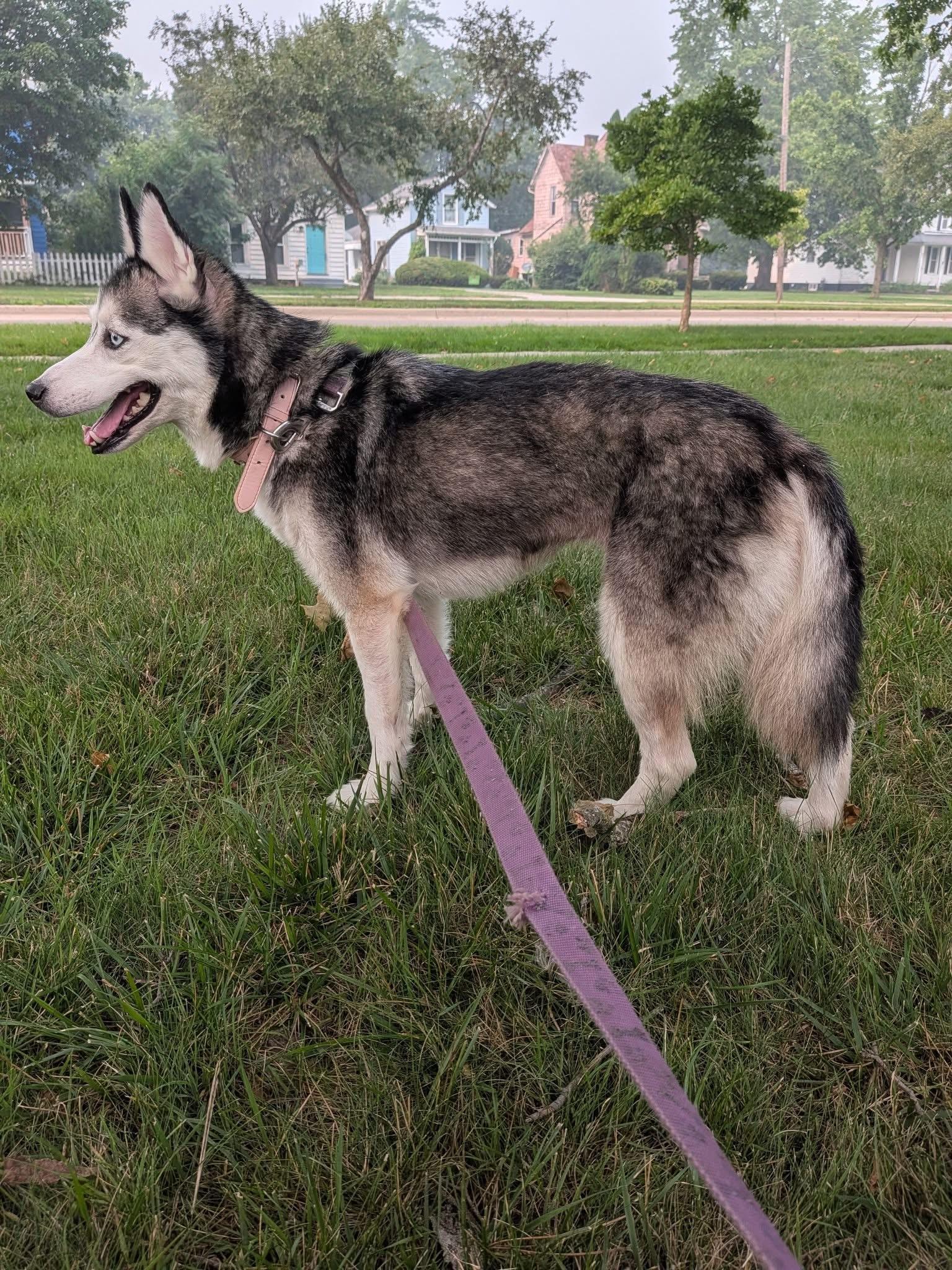 Arya, a Adoptable mixed breed in Toledo, OH image 2/4