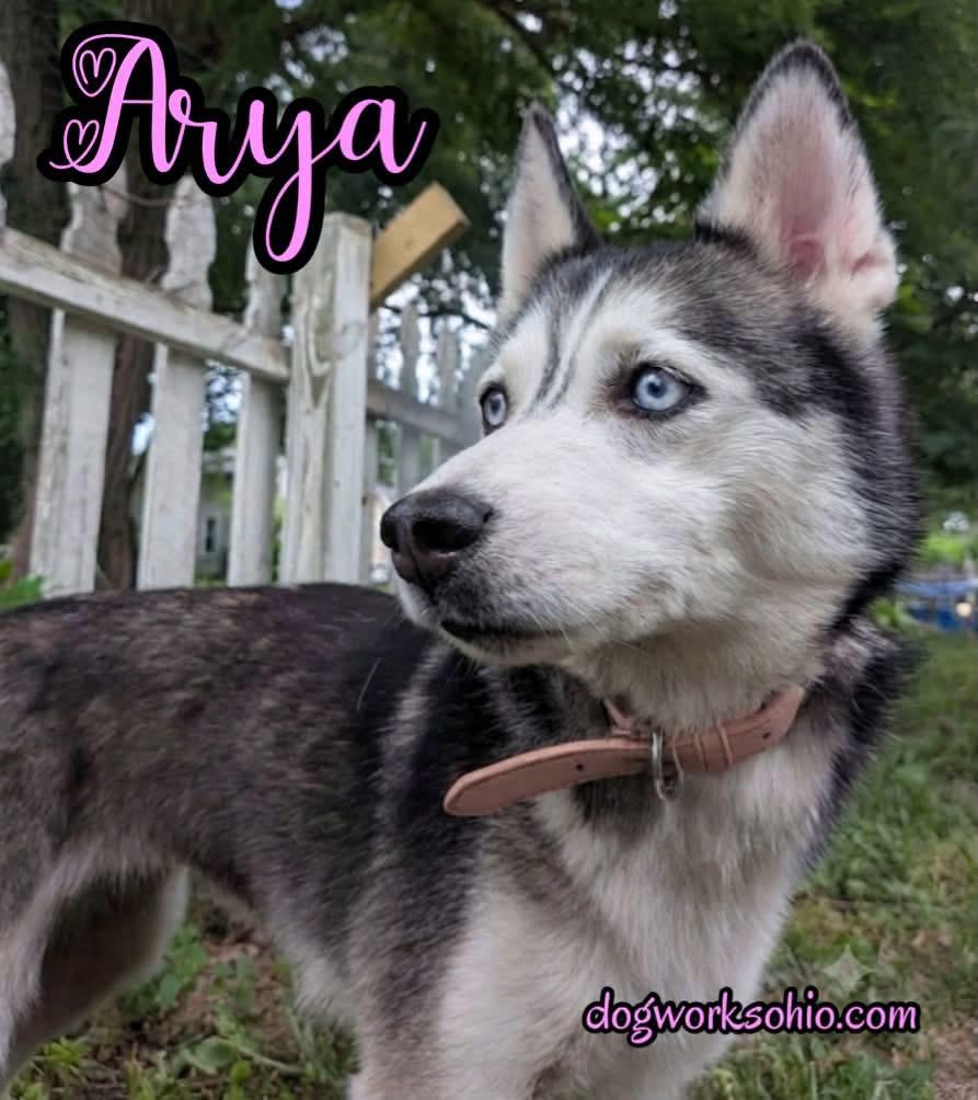 Arya, a Adoptable mixed breed in Toledo, OH image 1/4