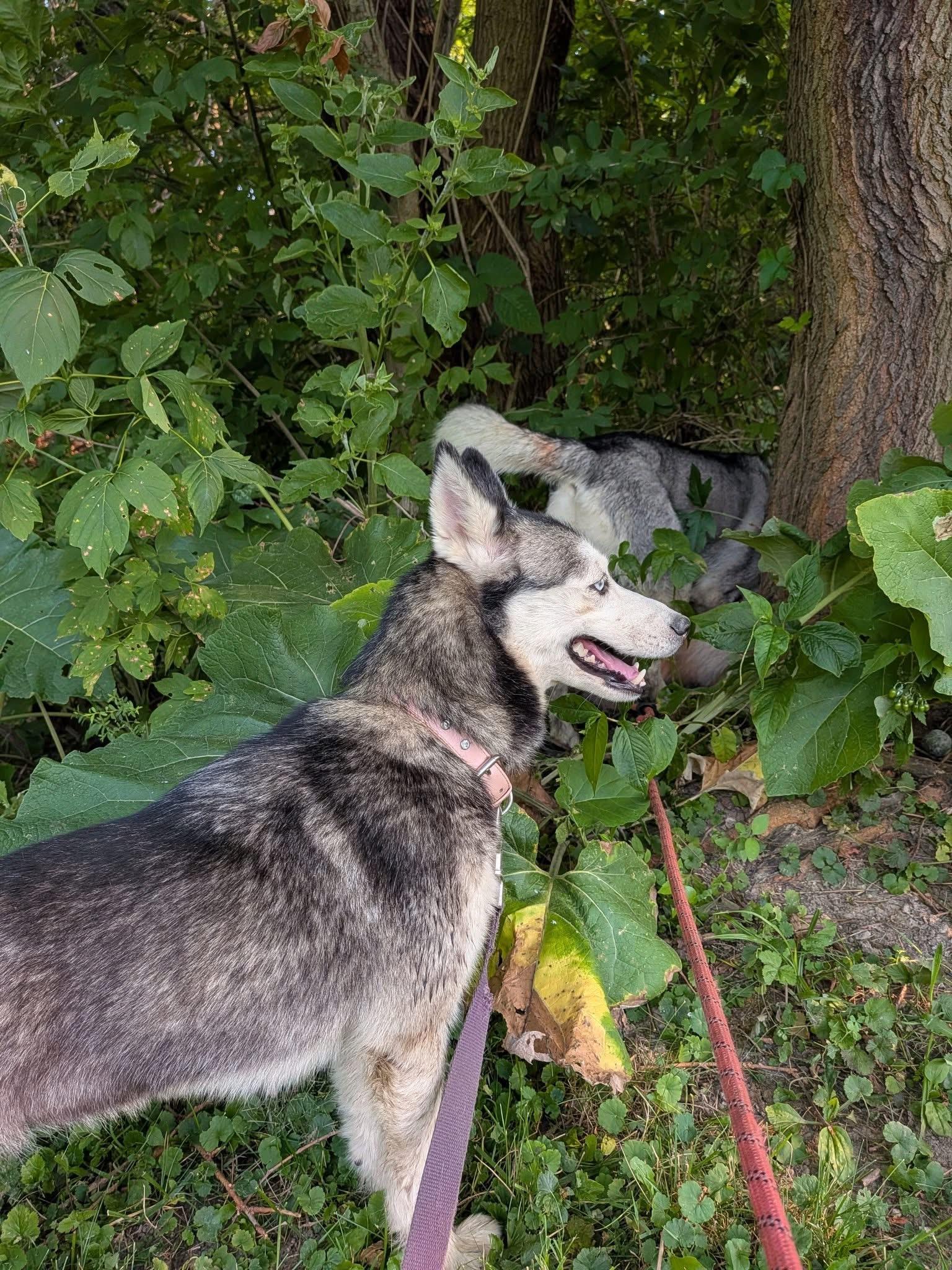 Arya, a Adoptable mixed breed in Toledo, OH image 3/4