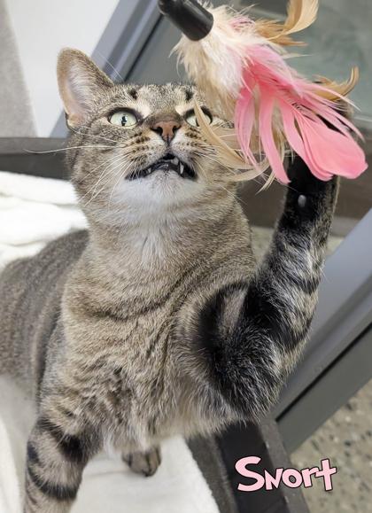 Snort, Adoptable, Adult Female Domestic Short Hair & Domestic Short Hair.