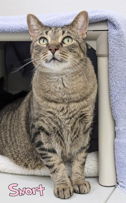 Snort, a Adoptable mixed breed in Mason, MI image 2/3