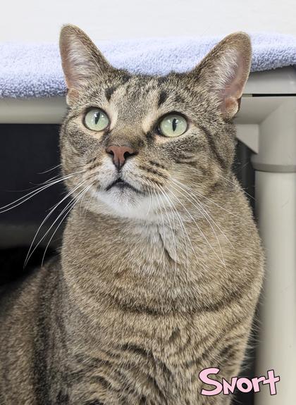 Snort, a Adoptable mixed breed in Mason, MI image 3/3