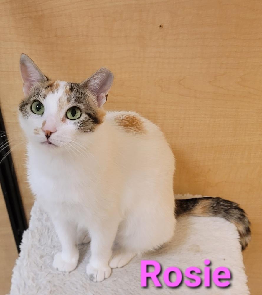 Enlarge Rosie, a Adopted Calico in Willingboro, NJ image 1/4