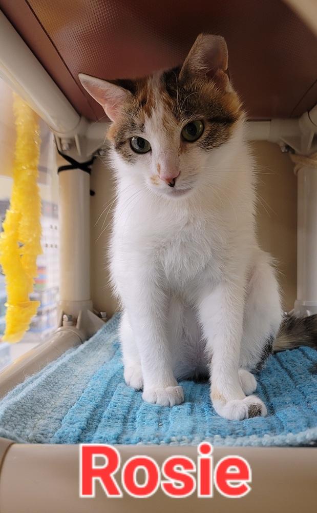 Enlarge Rosie, a Adopted Calico in Willingboro, NJ image 2/4