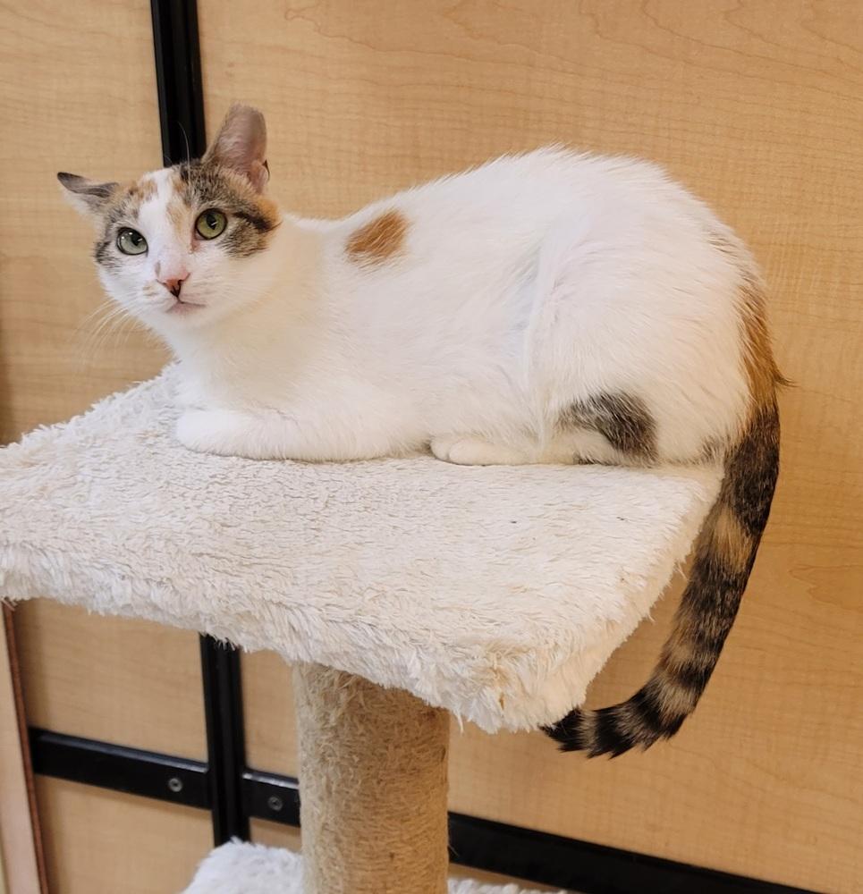 Enlarge Rosie, a Adopted Calico in Willingboro, NJ image 3/4