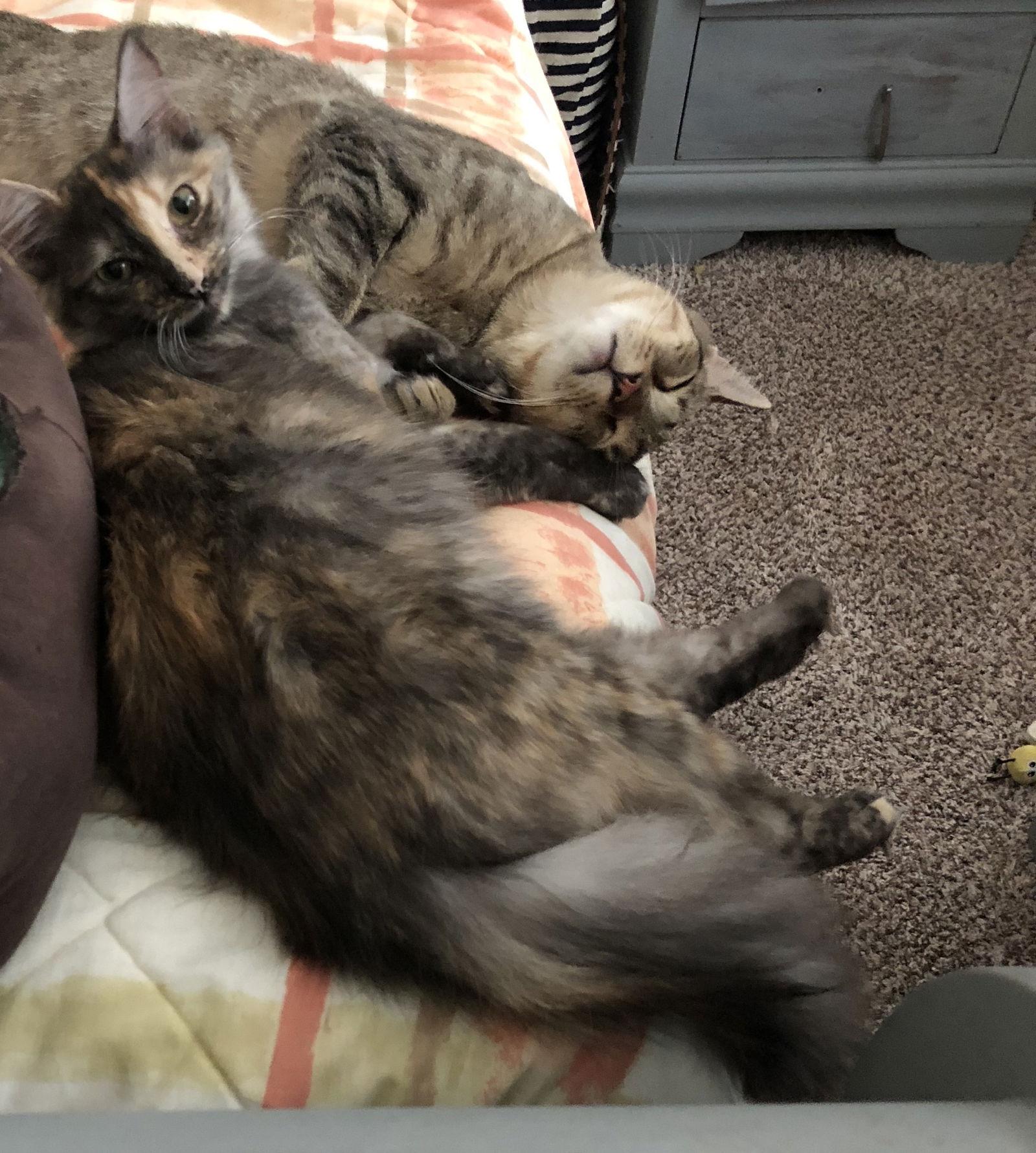 Cher, Adoptable, Adult Female Domestic Long Hair & Dilute Tortoiseshell.