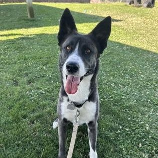 Rosie, an adoptable Husky in Roseburg, OR, 97471 | Photo Image 1
