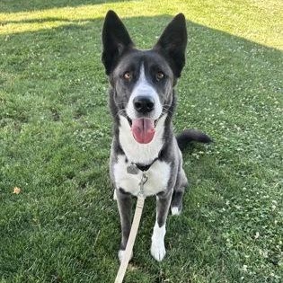 Rosie, an adoptable Husky in Roseburg, OR, 97471 | Photo Image 3