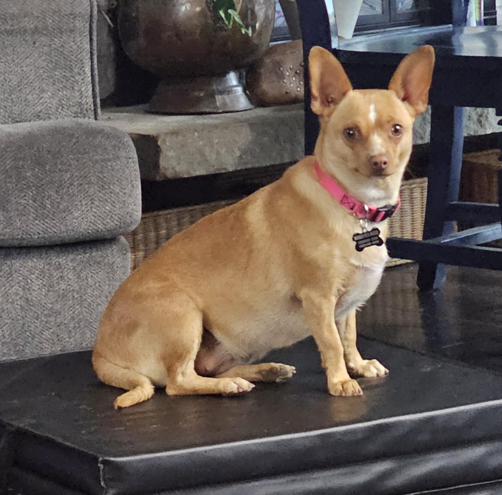 Enlarge Hazel, a Adopted mixed breed in Tacoma, WA image 6/6