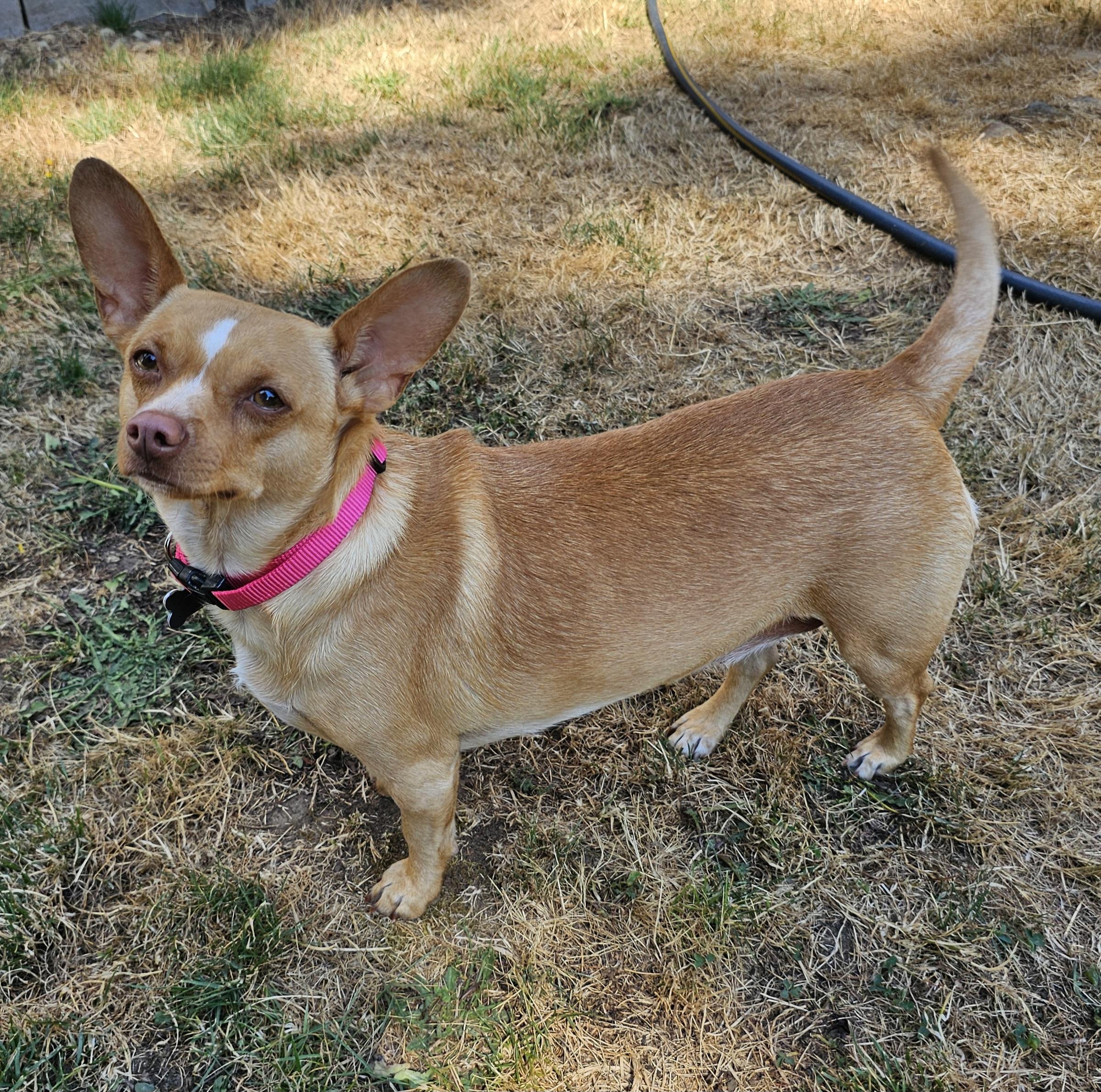Enlarge Hazel, a Adopted mixed breed in Tacoma, WA image 2/6