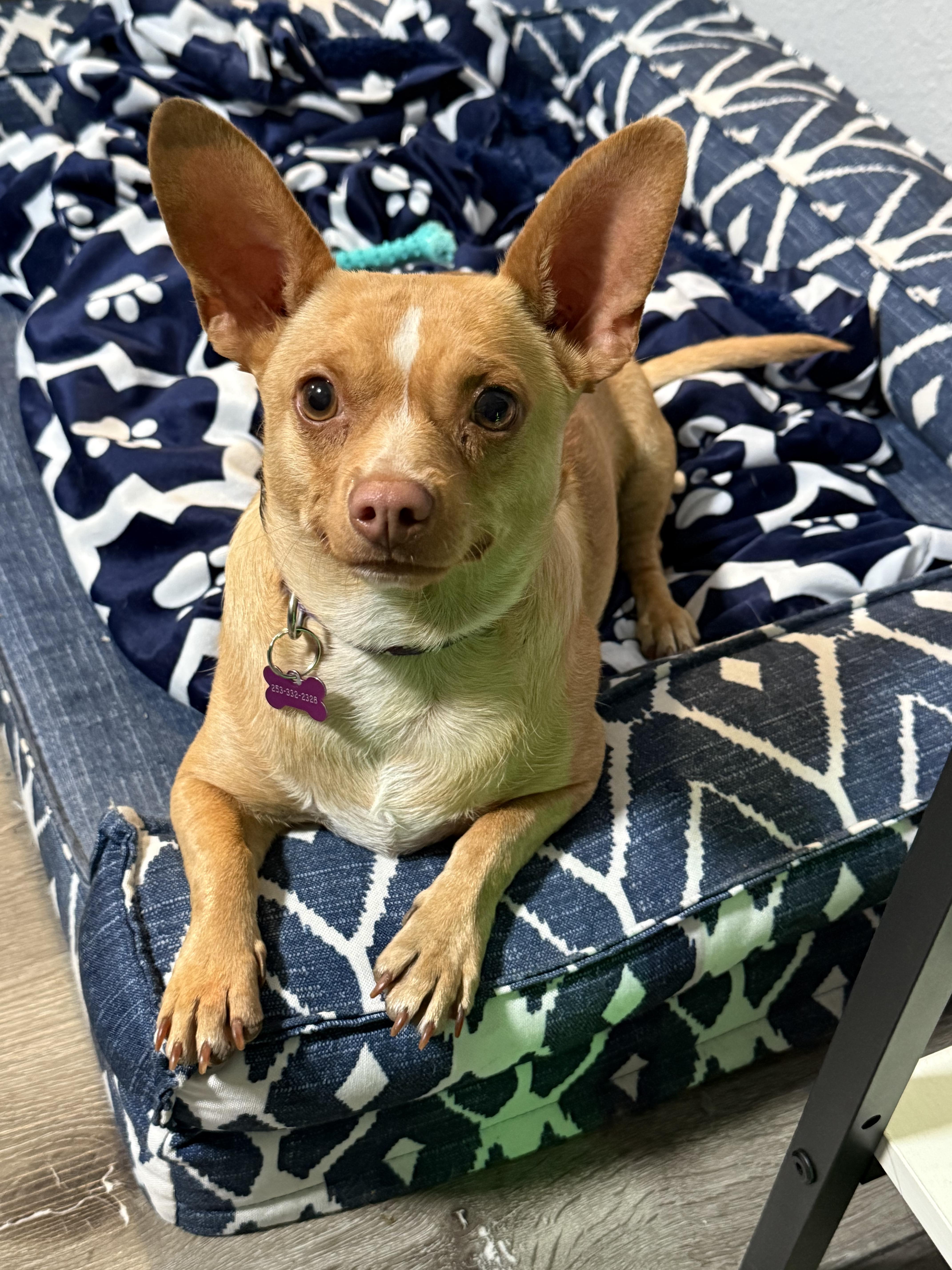 Enlarge Hazel, a Adopted mixed breed in Tacoma, WA image 1/6