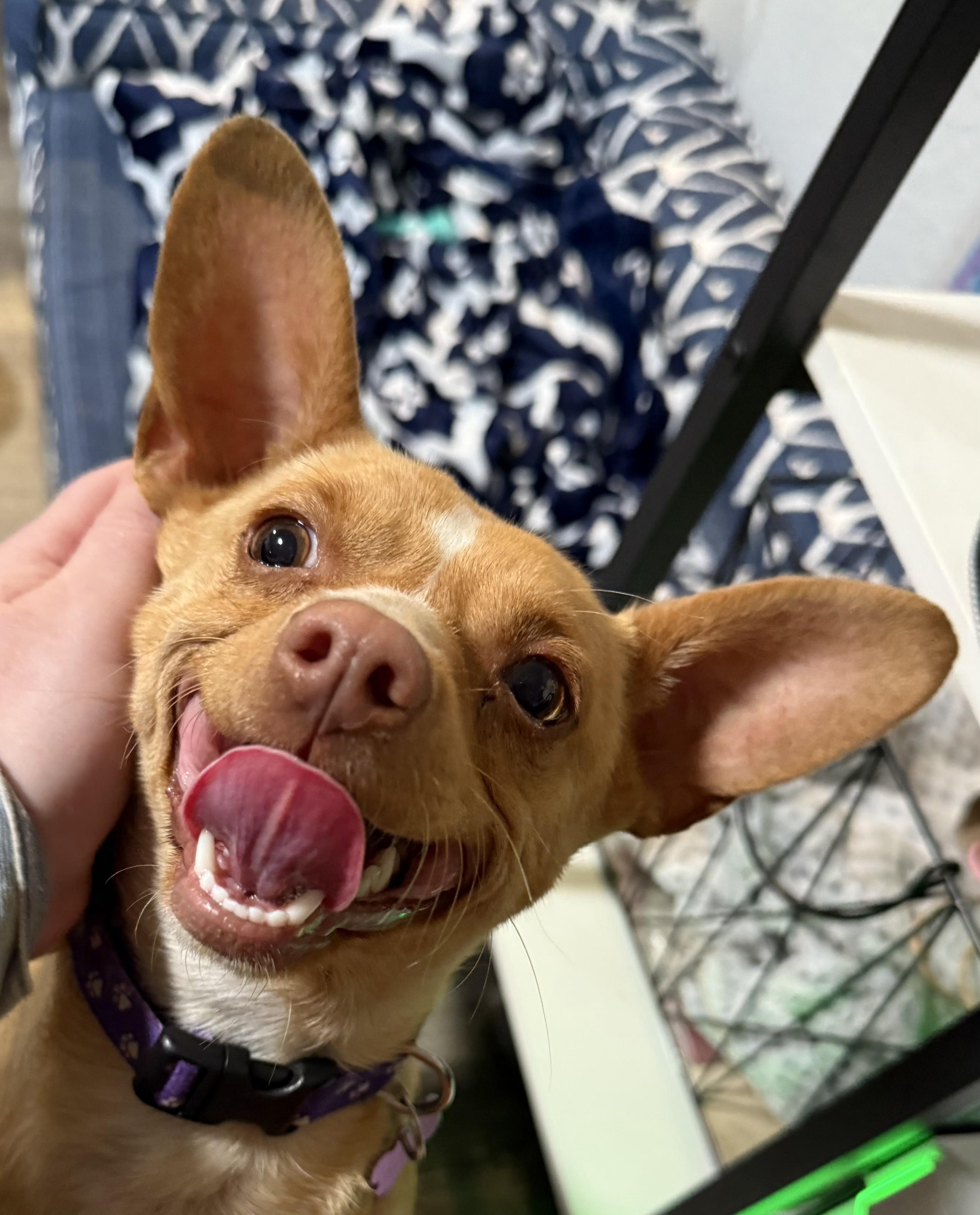 Enlarge Hazel, a Adopted mixed breed in Tacoma, WA image 3/6